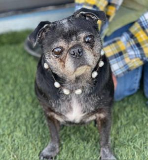Sweet cuddler whose elderly owner had to go into facility This sweet girl loves kisses and gets al