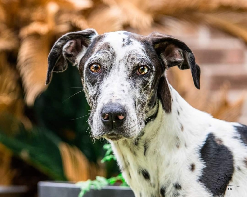 Dog for adoption Domino, a Catahoula Leopard Dog & Great Dane Mix in