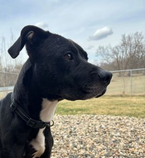 Adoptable female best sale dogs near me