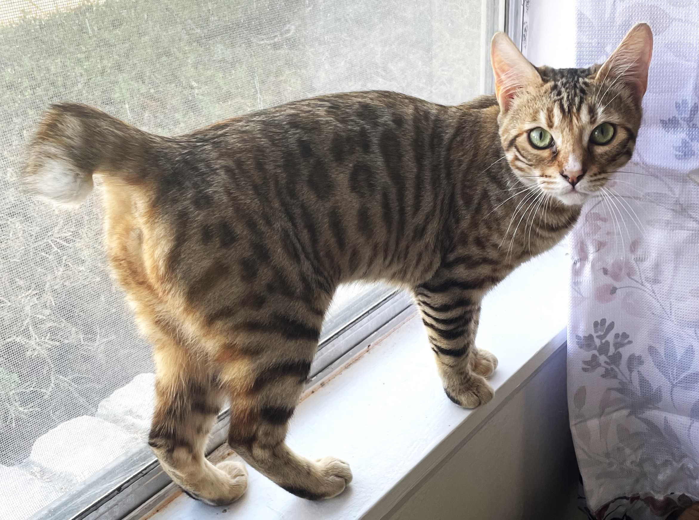 Purebreds plus hot sale cat rescue