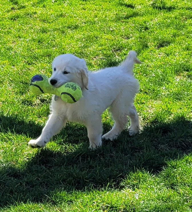 Dog for adoption Aurora a Golden Retriever in Waterville OH