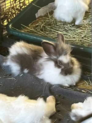 Bueller a grey and white Lionhead male with dark eyes - hes one of 5 babies born at the end