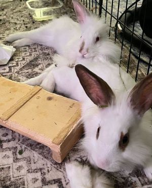 Harker  Stripe are a bonded pair of Lionhead brothers who were born in the NYC shelter in late Nove