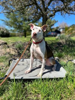 Dog for adoption - Bruno, a Dogo Argentino in Corvallis, OR