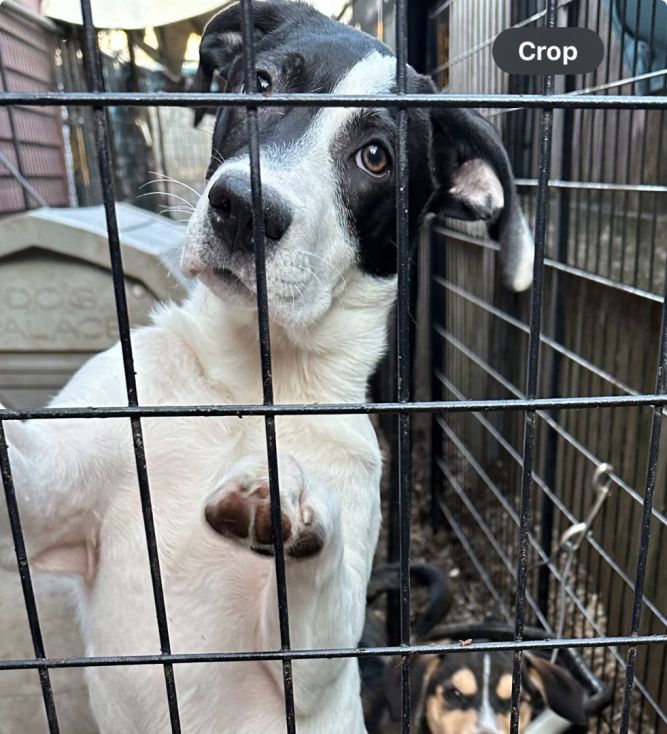 Dog for adoption Fannie a Great Dane Labrador Retriever Mix