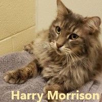 Harry Morrison
