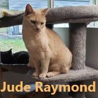 Jude Raymond