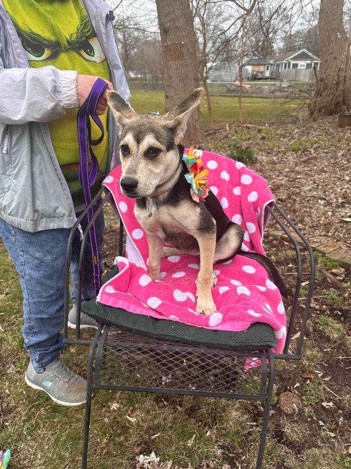 Dog for adoption Fancy Saturday Pet Supplies Plus 1 3 5348