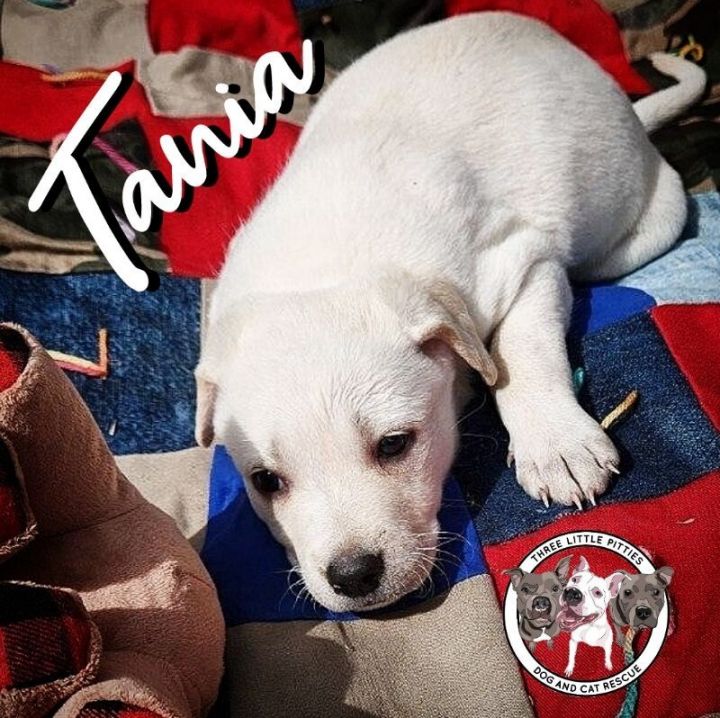 Dog for adoption Tania New Caney a Labrador Retriever Mix in