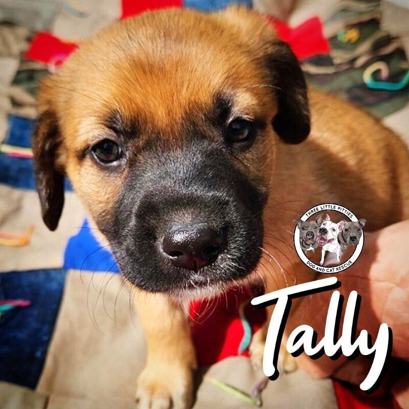 Dog for adoption Tally New Caney a Labrador Retriever Mix in