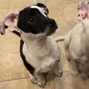 Petfinder small dogs near 2024 me