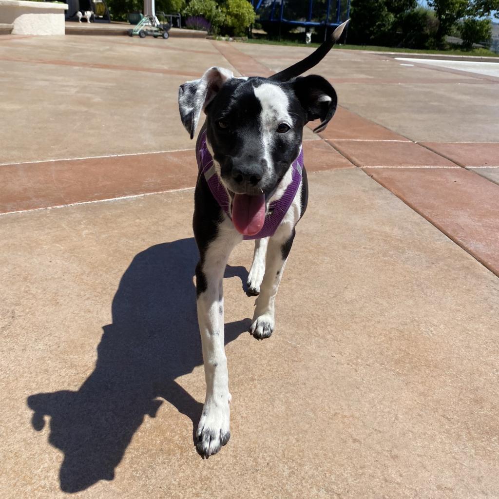 Jasmin, an adoptable Chihuahua, Pit Bull Terrier in Cashmere, WA, 98815 | Photo Image 5