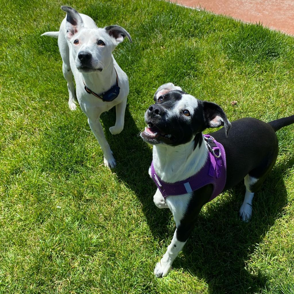 Jasmin, an adoptable Chihuahua, Pit Bull Terrier in Cashmere, WA, 98815 | Photo Image 6