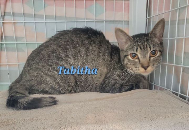 Tabitha 3