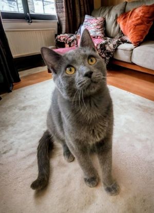 My name is Cadbury and I am a handsome boy of about 6 months old I enjoy being pet and