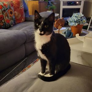 Felicity, Adult Female Domestic Short Hair