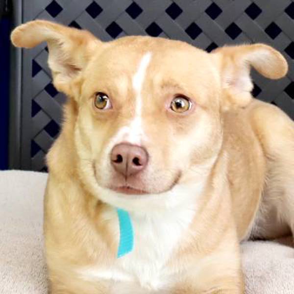 Princess Susie, an adoptable Chihuahua, Corgi in Fort Davis, TX, 79734 | Photo Image 1