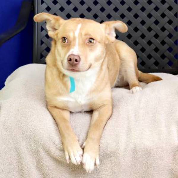 Princess Susie, an adoptable Chihuahua, Corgi in Fort Davis, TX, 79734 | Photo Image 2