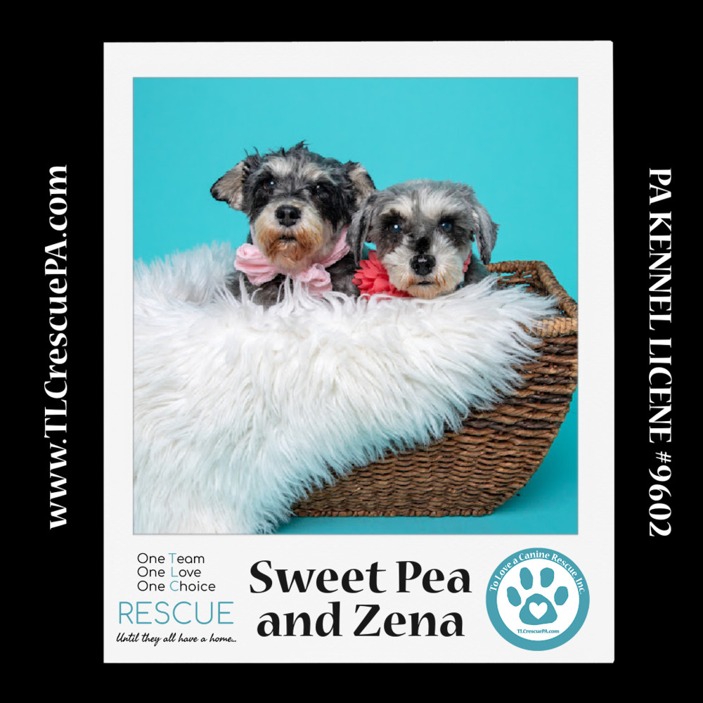 Sweet Pea (Bonded Pair with Zena) 030224, an adoptable Schnauzer in Kimberton, PA, 19442 | Photo Image 1