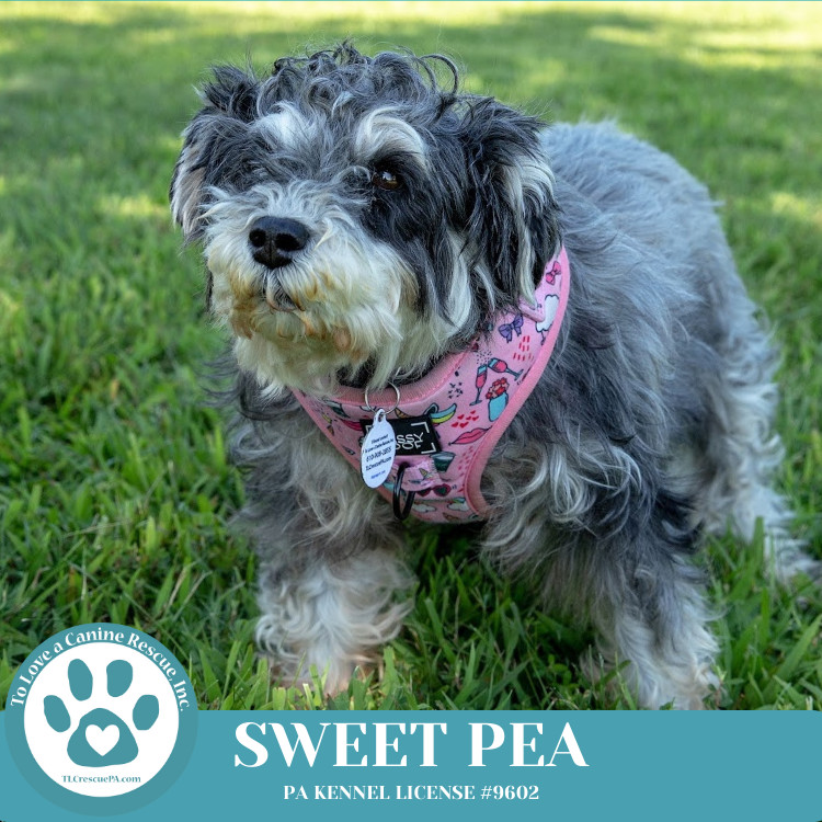 Sweet Pea (Bonded Pair with Zena) 030224, an adoptable Schnauzer in Kimberton, PA, 19442 | Photo Image 1