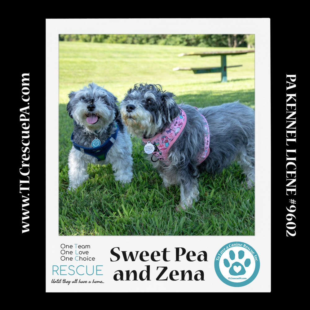 Sweet Pea (Bonded Pair with Zena) 030224, an adoptable Schnauzer in Kimberton, PA, 19442 | Photo Image 2