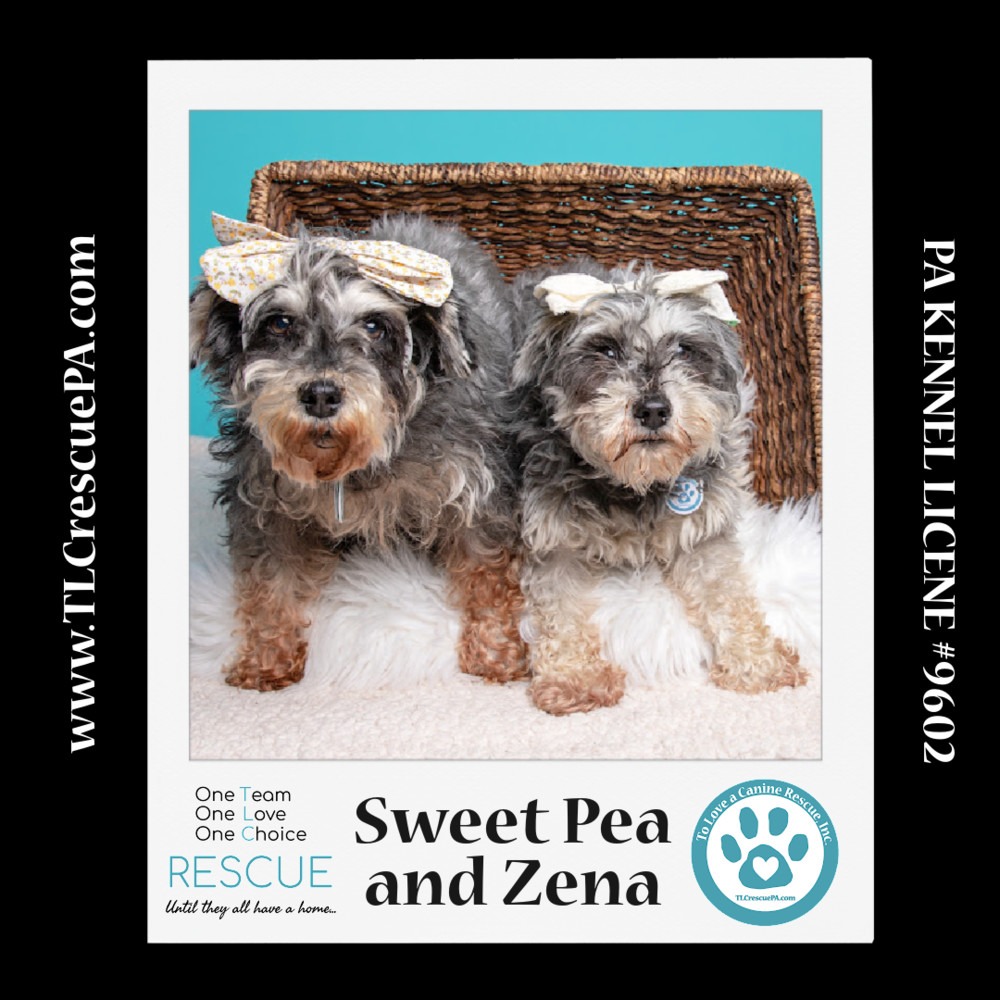 Sweet Pea (Bonded Pair with Zena) 030224, an adoptable Schnauzer in Kimberton, PA, 19442 | Photo Image 3