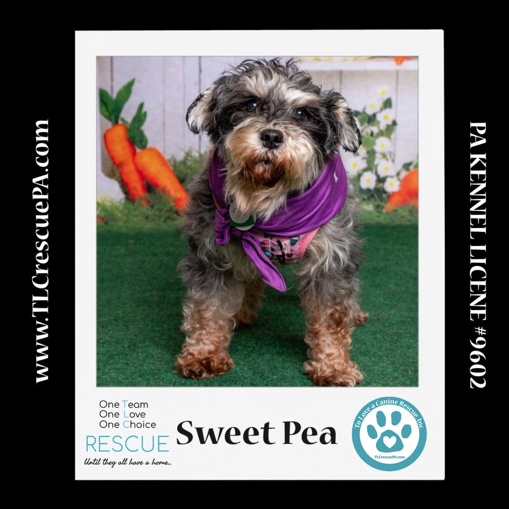 Sweet Pea (Bonded Pair with Zena) 030224