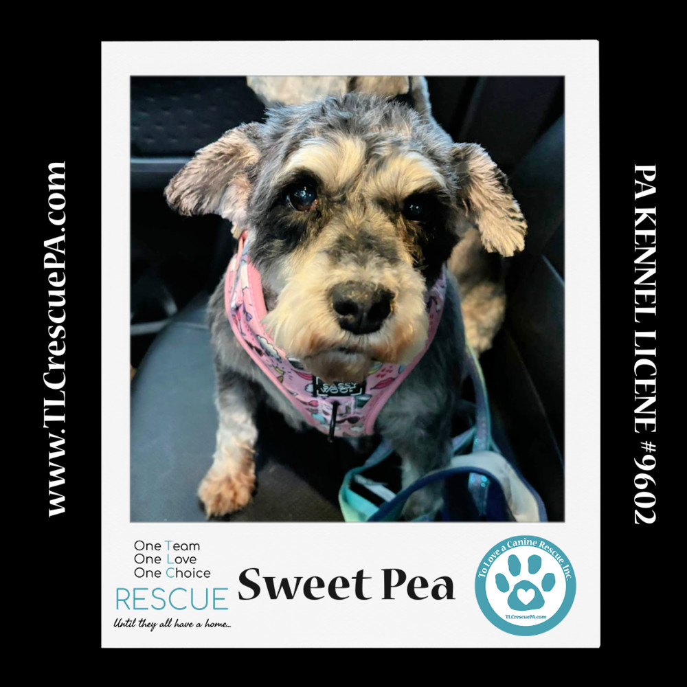 Sweet Pea (Bonded Pair with Zena) 030224, an adoptable Schnauzer in Kimberton, PA, 19442 | Photo Image 4