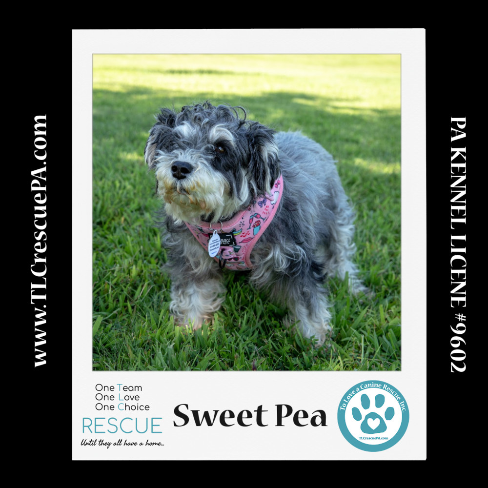 Sweet Pea (Bonded Pair with Zena) 030224, an adoptable Schnauzer in Kimberton, PA, 19442 | Photo Image 4