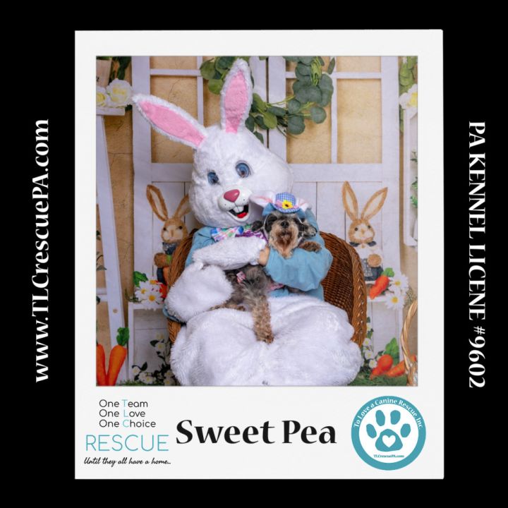 Sweet Pea (Bonded Pair with Zena) 030224 5