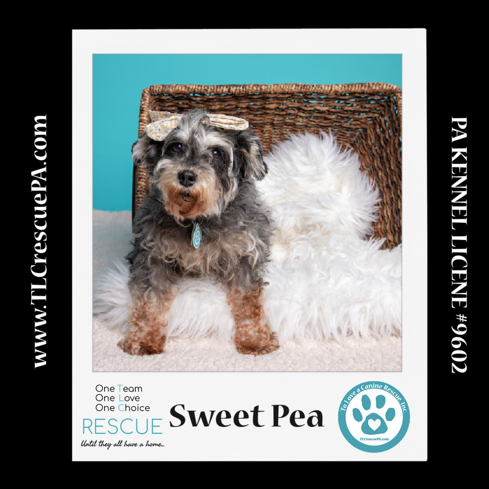 Sweet Pea (Bonded Pair with Zena) 030224, an adoptable Schnauzer in Kimberton, PA, 19442 | Photo Image 5