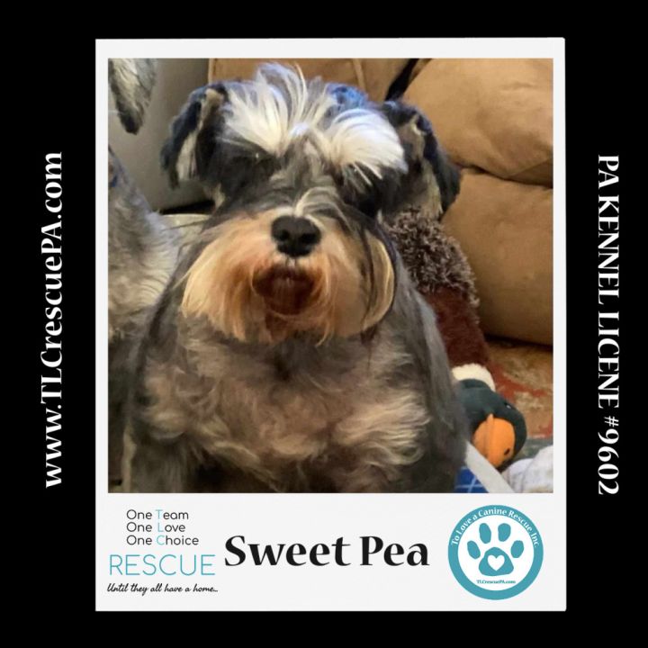 Sweet Pea (Bonded Pair with Zena) 030224 6