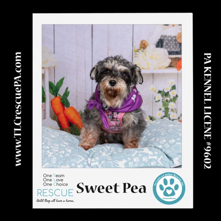 Sweet Pea (Bonded Pair with Zena) 030224 6