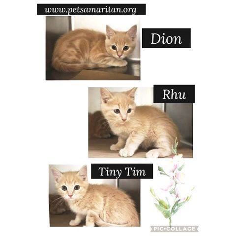 Dion, Rhu, and Tiny Tim