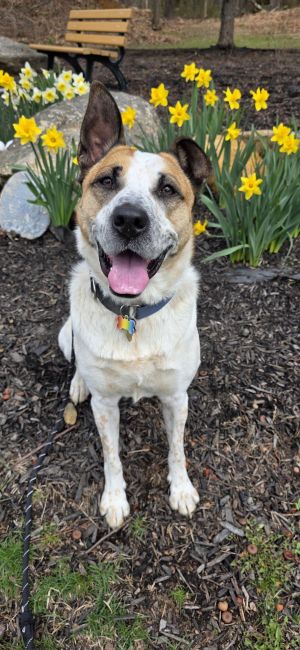 Cedar NJ, Adult Male Australian Cattle Dog / Blue Heeler