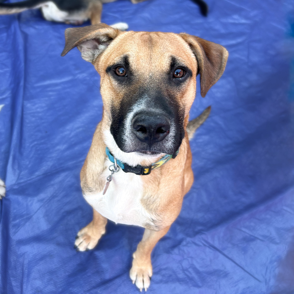 Sally Sunshine's Pup - Scottie, an adoptable Labrador Retriever, Black Mouth Cur in Lakewood, CO, 80227 | Photo Image 1