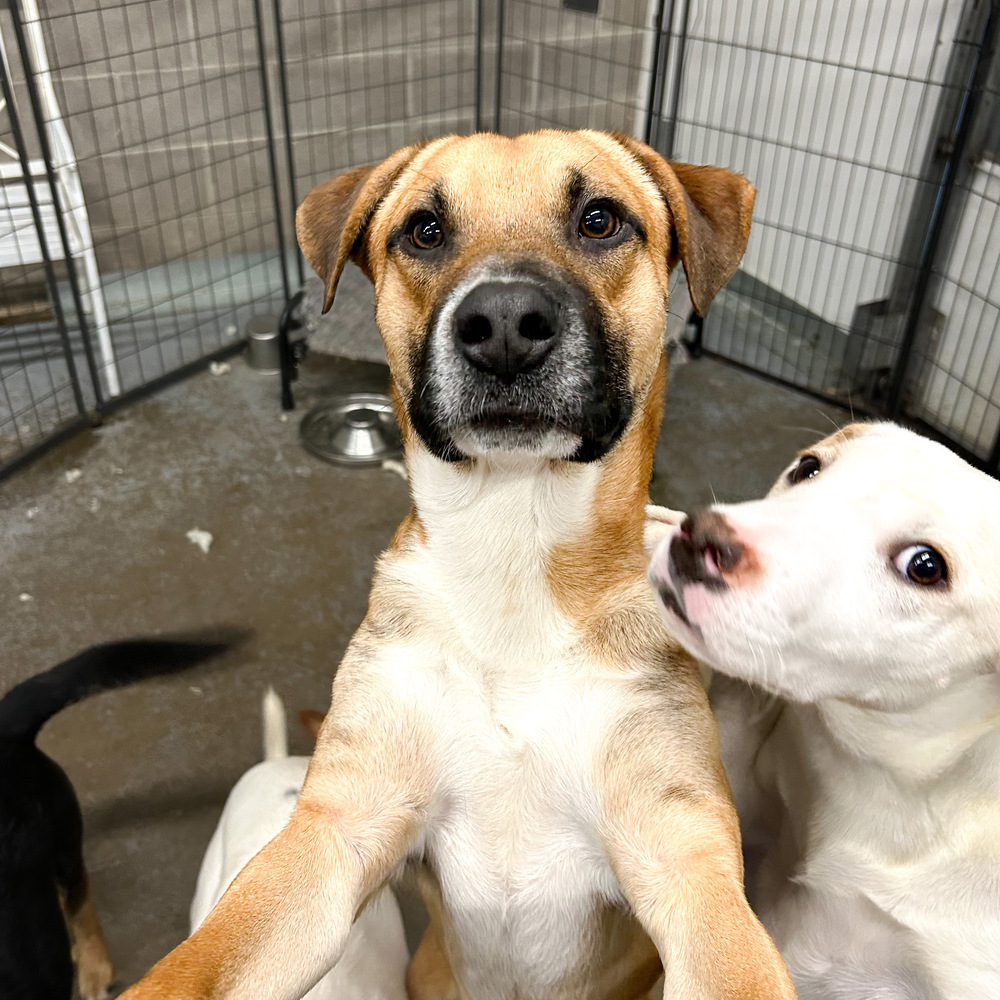 Sally Sunshine's Pup - Scottie, an adoptable Labrador Retriever, Black Mouth Cur in Lakewood, CO, 80227 | Photo Image 1