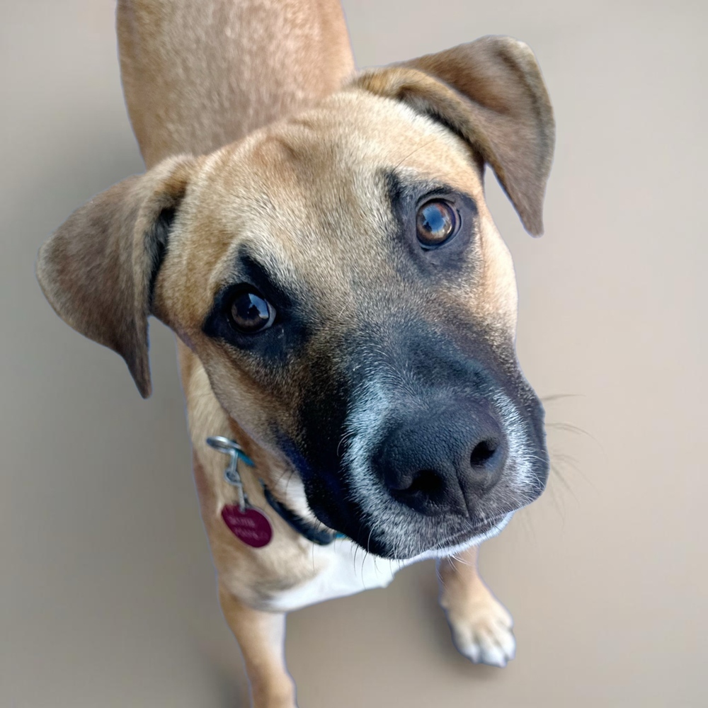 Sally Sunshine's Pup - Scottie, an adoptable Labrador Retriever, Black Mouth Cur in Lakewood, CO, 80227 | Photo Image 2