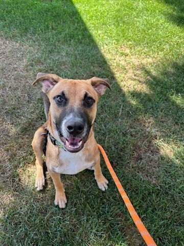 Sally Sunshine's Pup - Scottie, an adoptable Labrador Retriever, Black Mouth Cur in Lakewood, CO, 80227 | Photo Image 3