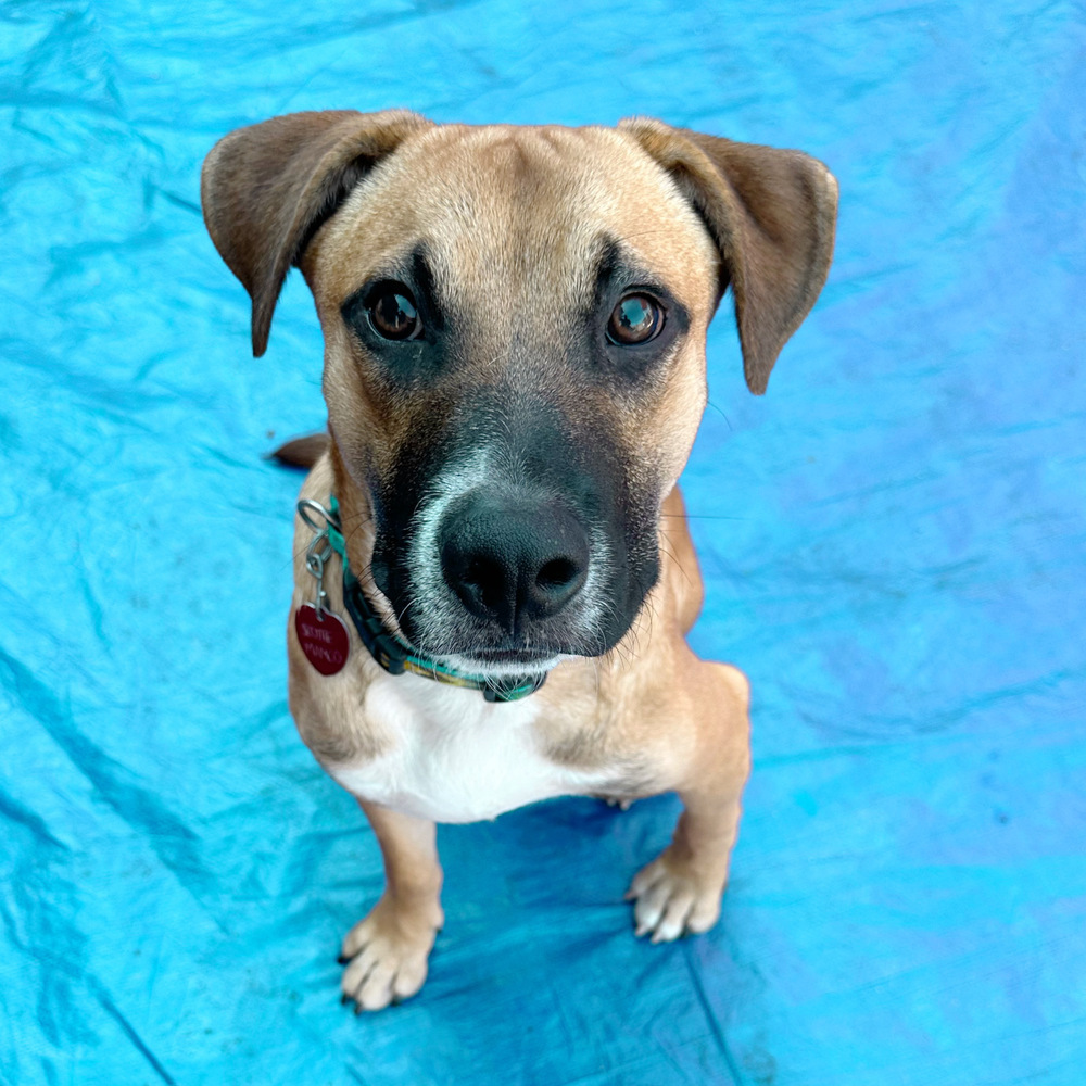 Sally Sunshine's Pup - Scottie, an adoptable Labrador Retriever, Black Mouth Cur in Lakewood, CO, 80227 | Photo Image 4