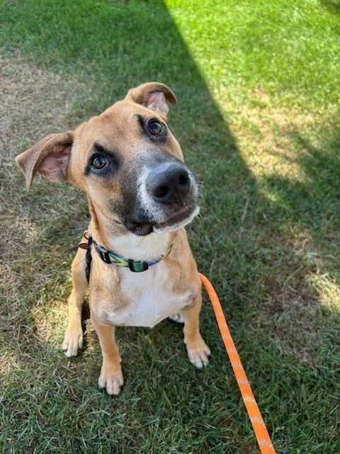 Sally Sunshine's Pup - Scottie, an adoptable Labrador Retriever, Black Mouth Cur in Lakewood, CO, 80227 | Photo Image 5