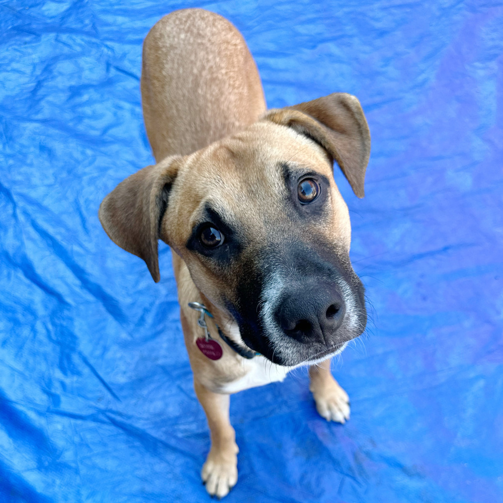 Sally Sunshine's Pup - Scottie, an adoptable Labrador Retriever, Black Mouth Cur in Lakewood, CO, 80227 | Photo Image 6