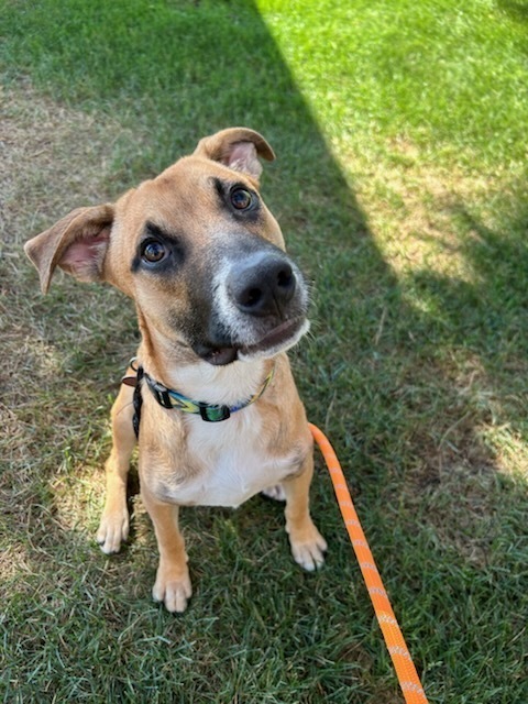 Sally Sunshine's Pup - Scottie, an adoptable Labrador Retriever, Black Mouth Cur in Lakewood, CO, 80227 | Photo Image 6