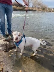 Mommy Rosie, an adoptable Australian Cattle Dog / Blue Heeler, Pit Bull Terrier in Lakewood, CO, 80227 | Photo Image 1