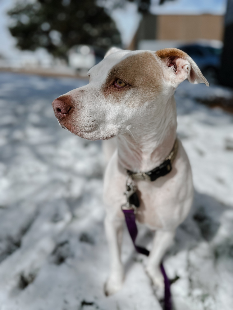 Mommy Rosie, an adoptable Australian Cattle Dog / Blue Heeler, Pit Bull Terrier in Lakewood, CO, 80227 | Photo Image 2