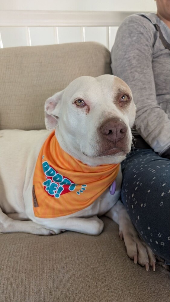 Mommy Rosie, an adoptable Australian Cattle Dog / Blue Heeler, Pit Bull Terrier in Lakewood, CO, 80227 | Photo Image 2