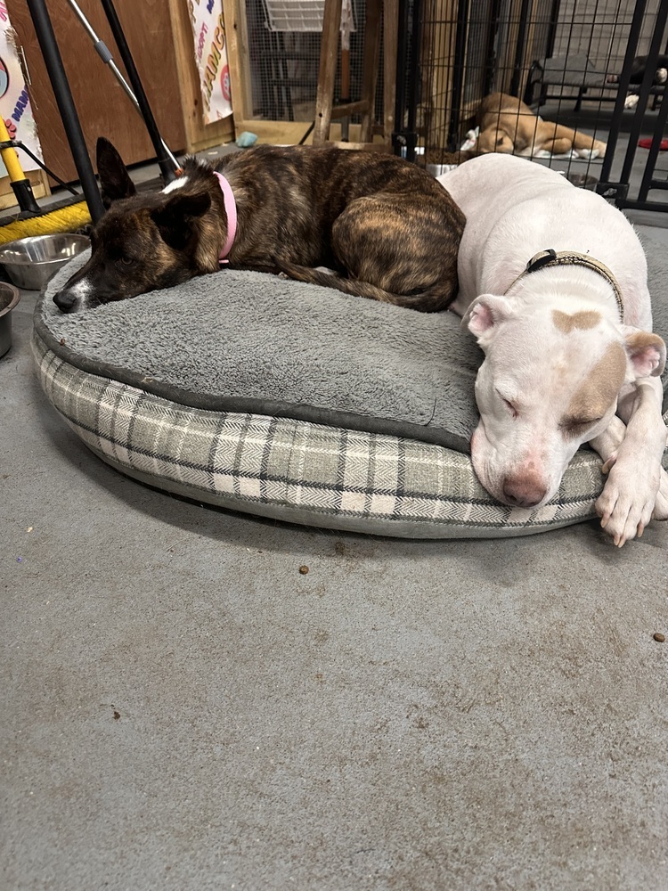 Mommy Rosie, an adoptable Australian Cattle Dog / Blue Heeler, Pit Bull Terrier in Lakewood, CO, 80227 | Photo Image 3