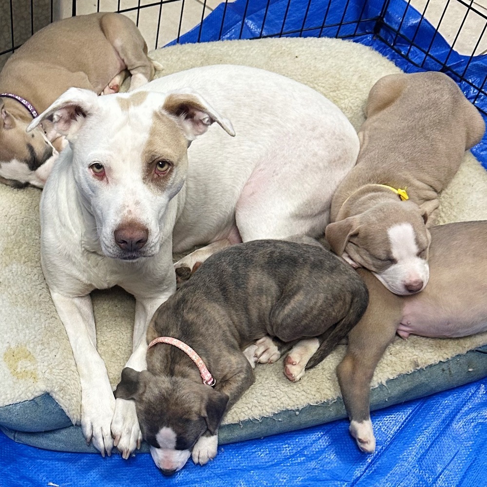 Mommy Rosie, an adoptable Australian Cattle Dog / Blue Heeler, Pit Bull Terrier in Lakewood, CO, 80227 | Photo Image 4