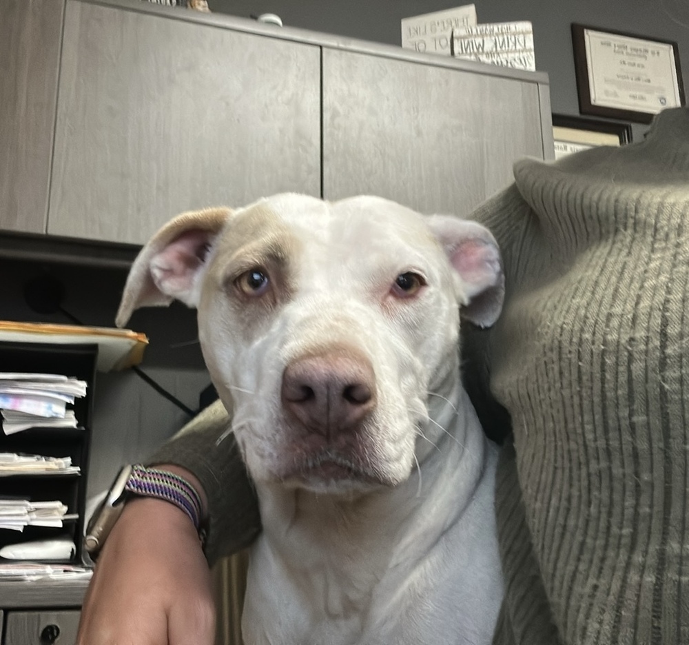 Mommy Rosie, an adoptable Australian Cattle Dog / Blue Heeler, Pit Bull Terrier in Lakewood, CO, 80227 | Photo Image 5