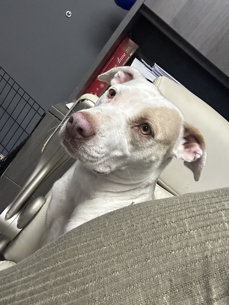 Mommy Rosie, an adoptable Australian Cattle Dog / Blue Heeler, Pit Bull Terrier in Lakewood, CO, 80227 | Photo Image 6